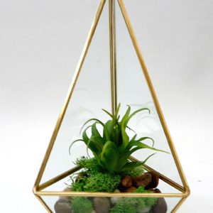 Terrarium/Plant